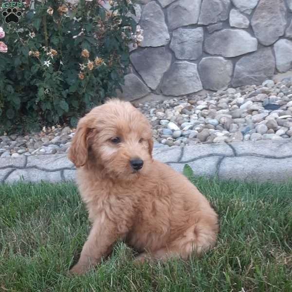 Bella, Mini Goldendoodle Puppy